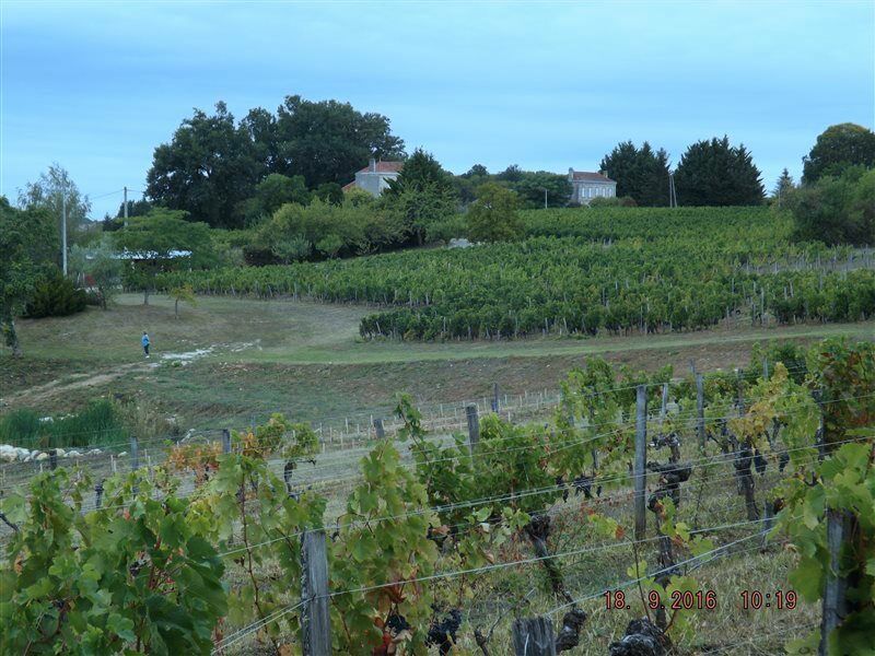 Clos Vieux Rochers Vineyard Puisseguin Dış mekan fotoğraf